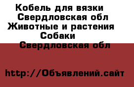 Кобель для вязки  - Свердловская обл. Животные и растения » Собаки   . Свердловская обл.
